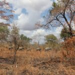 Five elephants walk in single file in the distance through open miombo woodland with russet leaves, under a cloudy sky