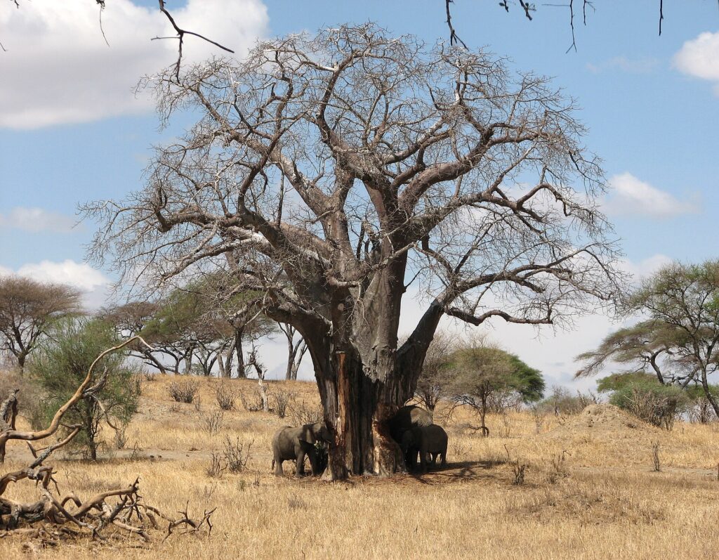 Three elephants at the foot of a leafless baobab, one stripping bark from the trunk, dry grass all around
