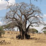 Three elephants at the foot of a leafless baobab, one stripping bark from the trunk, dry grass all around