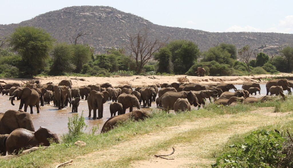 A large herd of elephants fords the brown river in front of a sandy bank, with doum palms and a rocky hill behind