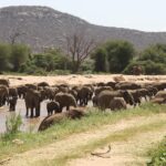 A large herd of elephants fords the brown river in front of a sandy bank, with doum palms and a rocky hill behind