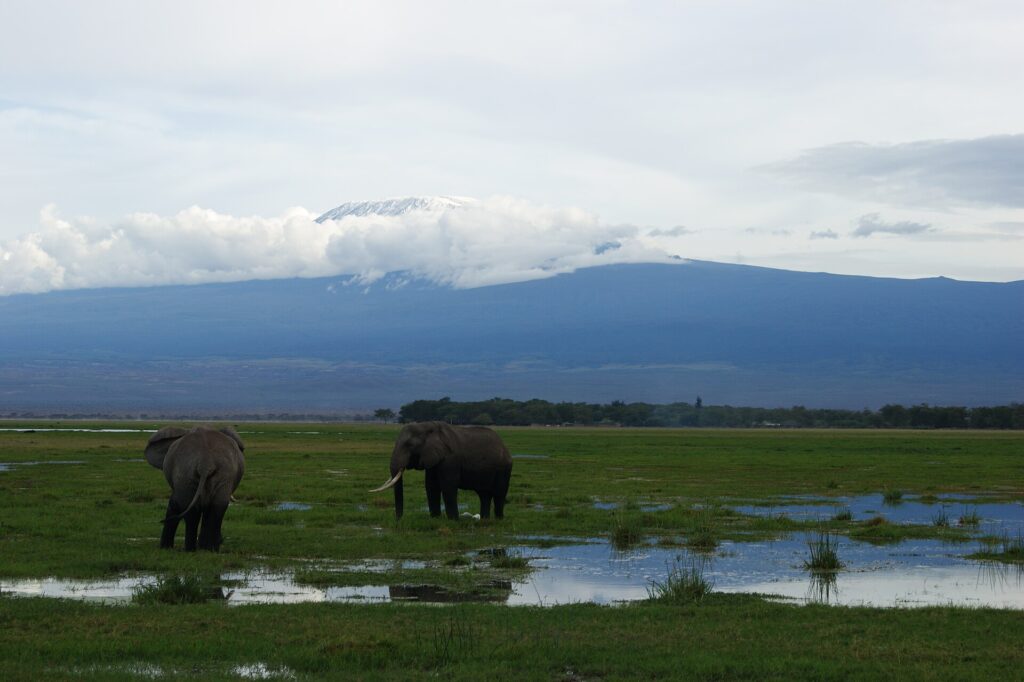 Two elephants in a flooded swamp of green grass, one seen from behind and the other in profile, the white summit of Kilimanjaro above a band of cloud