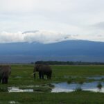 Two elephants in a flooded swamp of green grass, one seen from behind and the other in profile, the white summit of Kilimanjaro above a band of cloud