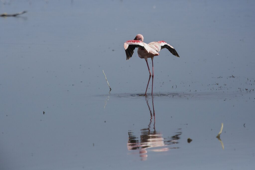 A lone lesser flamingo in gray water stretches its crimson and black wings, its dark red bill tucked against its neck, its reflection below it