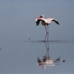 A lone lesser flamingo in gray water stretches its crimson and black wings, its dark red bill tucked against its neck, its reflection below it