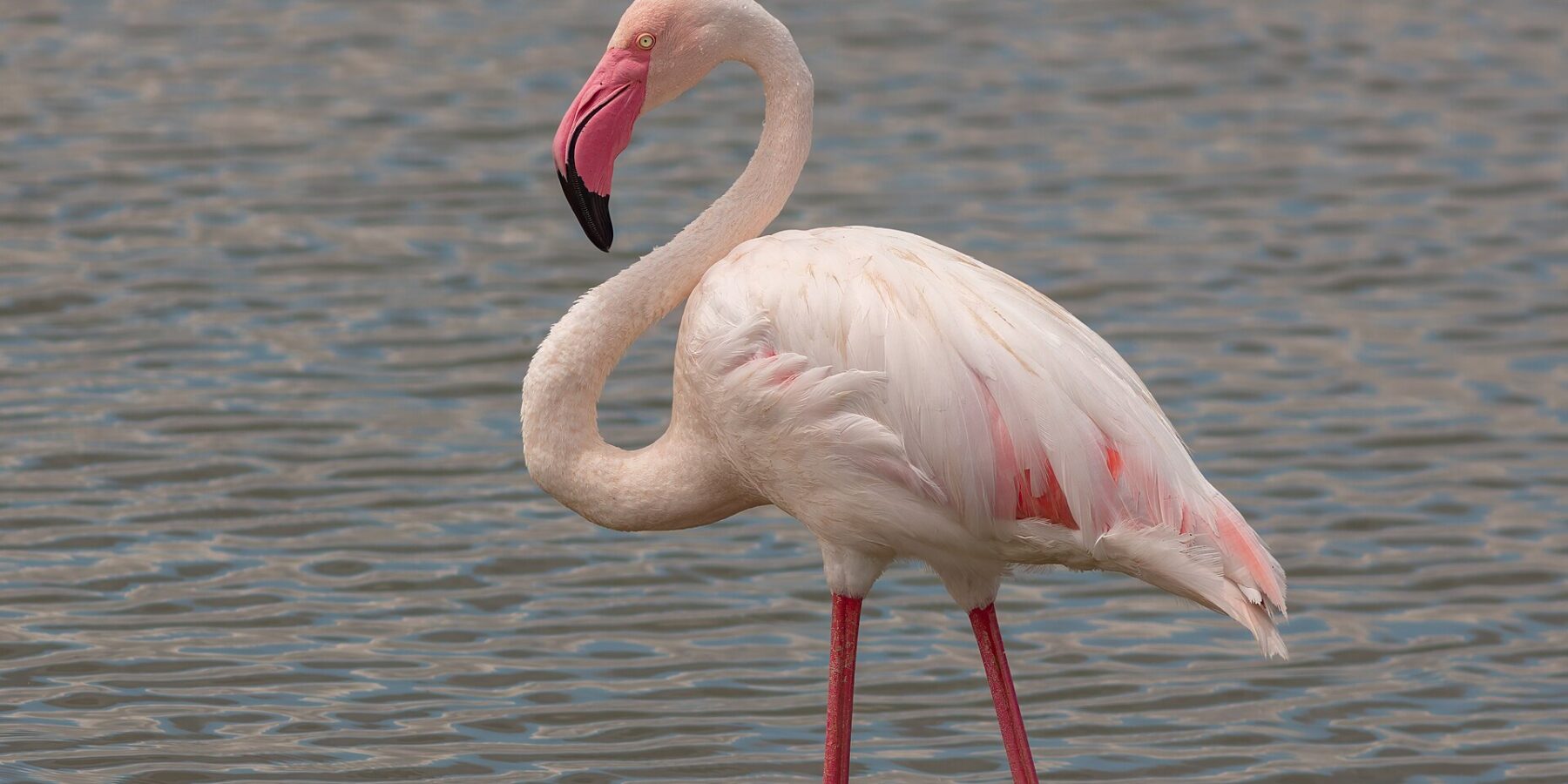 A greater flamingo standing in shallow water, with pinkish-white plumage, red-edged wings and a pink, black-tipped bill curved back toward its neck