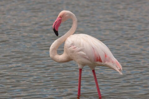 A greater flamingo standing in shallow water, with pinkish-white plumage, red-edged wings and a pink, black-tipped bill curved back toward its neck