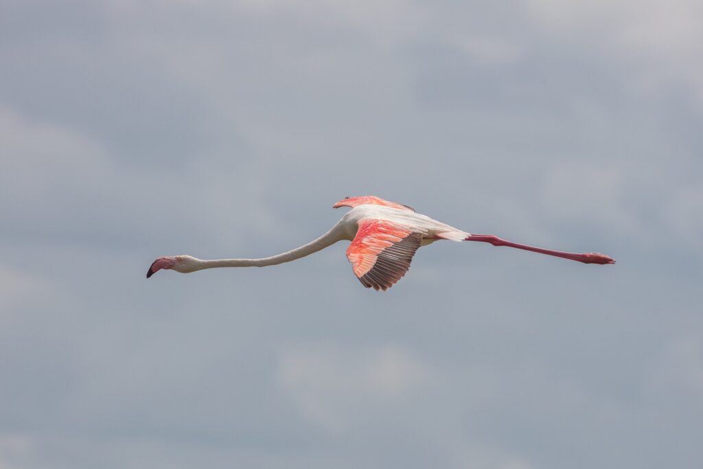 A greater flamingo in flight, neck outstretched, its red and black wings open against a gray sky
