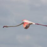 A greater flamingo in flight, neck outstretched, its red and black wings open against a gray sky