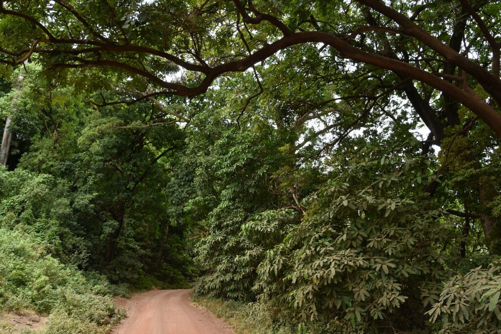 A red dirt track runs under the canopy of tall forest trees