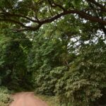A red dirt track runs under the canopy of tall forest trees