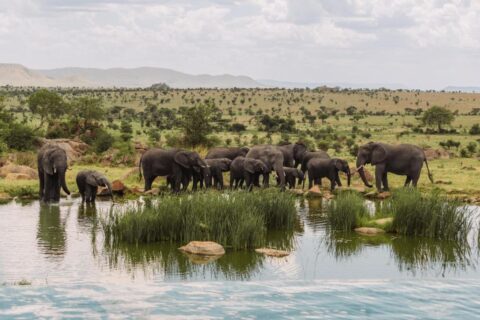 A herd of elephants at the waterhole, seen from the infinity pool of Four Seasons Safari Lodge Serengeti