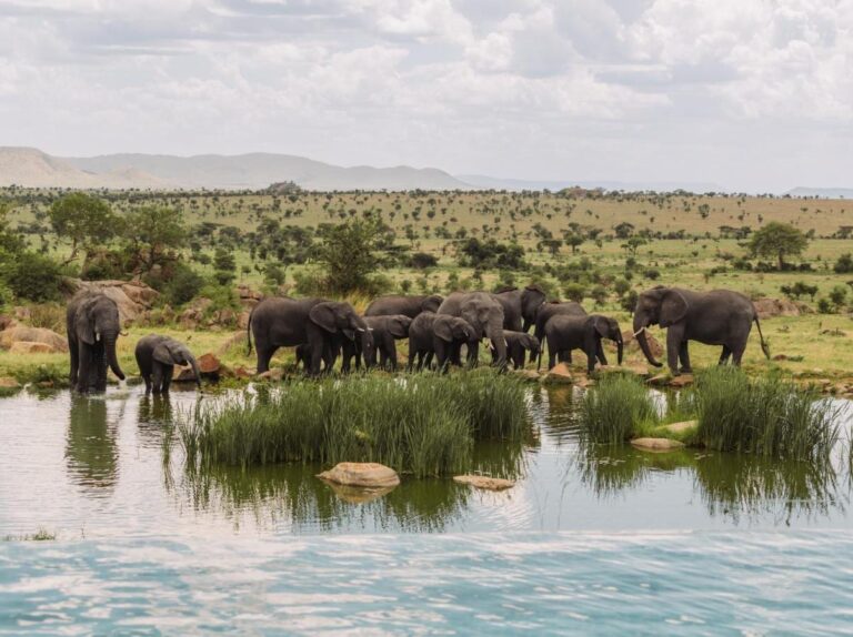 A herd of elephants at the waterhole, seen from the infinity pool of Four Seasons Safari Lodge Serengeti