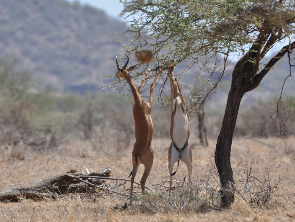 Two gerenuks standing on their hind legs browse the branches of an acacia, the horned male on the left, blurred hills in the background