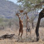 Two gerenuks standing on their hind legs browse the branches of an acacia, the horned male on the left, blurred hills in the background