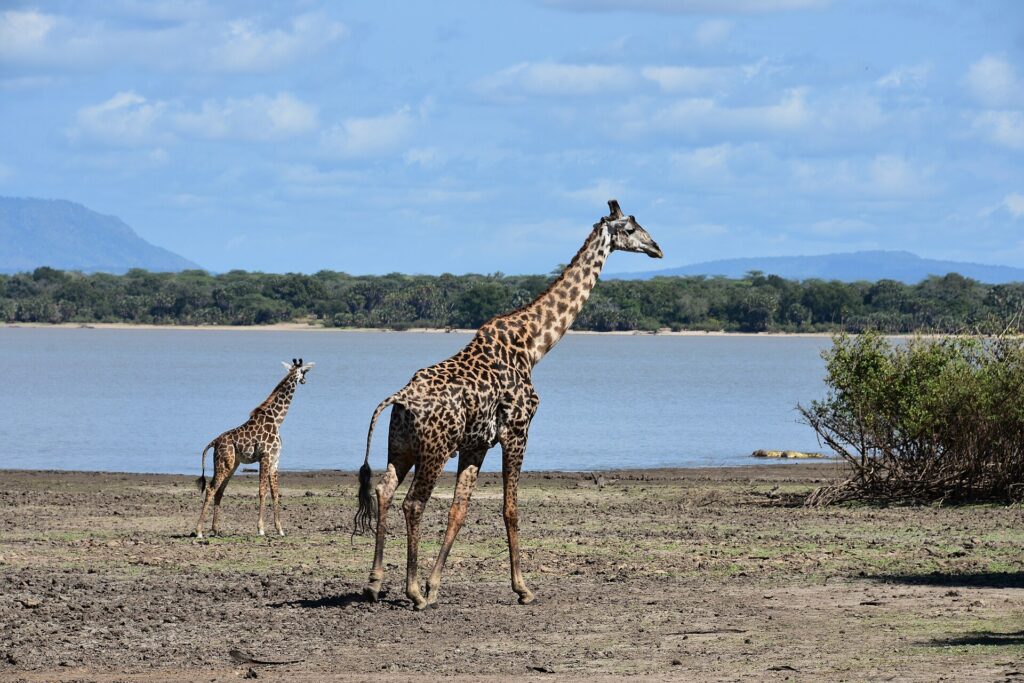 An adult giraffe and a calf walk along the muddy shore of a lake, with a palm forest on the far side