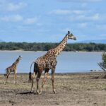 An adult giraffe and a calf walk along the muddy shore of a lake, with a palm forest on the far side