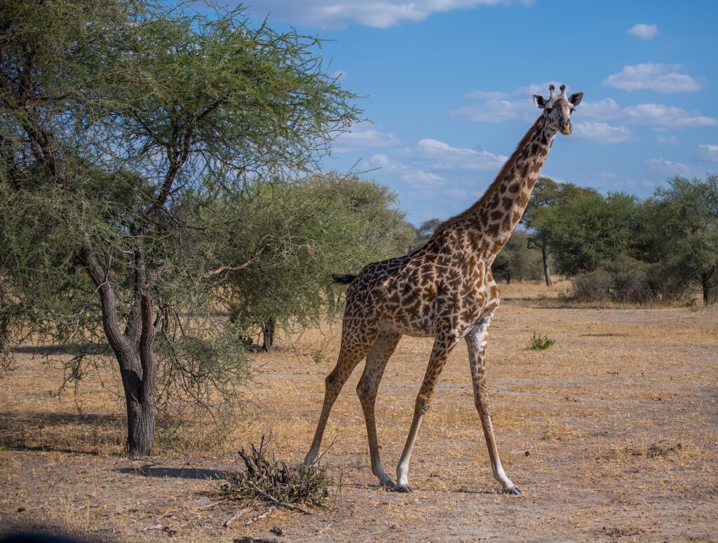 A Masai giraffe walks through dry savanna and looks at the camera, with an acacia on its left