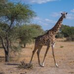 A Masai giraffe walks through dry savanna and looks at the camera, with an acacia on its left
