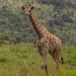 A South African giraffe walks head-on through tall green grass, its light brown patches ragged at the edges, a wooded crater hill behind it