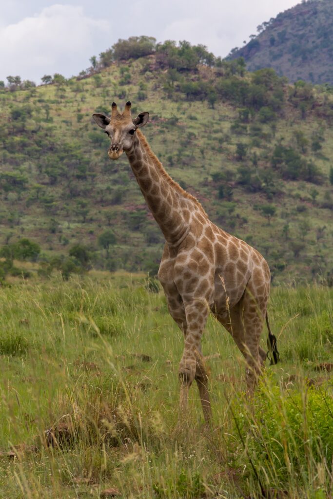 A South African giraffe walks head-on through tall green grass, its light brown patches ragged at the edges, a wooded crater hill behind it
