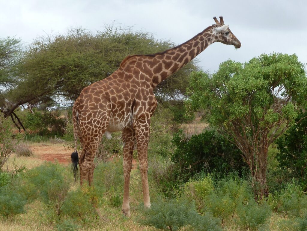 A Masai giraffe with jagged patches stands in profile between green bushes and an acacia, a red dirt track on the left