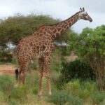 A Masai giraffe with jagged patches stands in profile between green bushes and an acacia, a red dirt track on the left