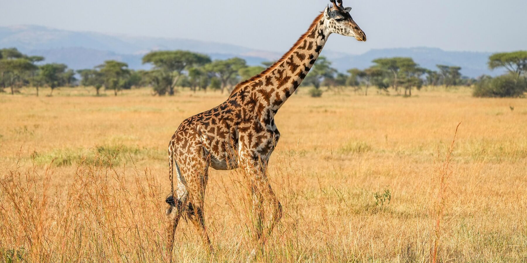 A Masai giraffe walks side-on through tall yellow grass, its dark spots shaped like cut-out leaves, umbrella acacias and blue hills behind