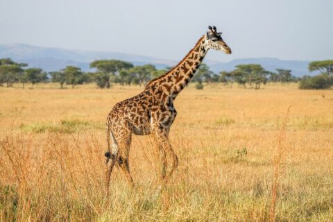 A Masai giraffe walks side-on through tall yellow grass, its dark spots shaped like cut-out leaves, umbrella acacias and blue hills behind