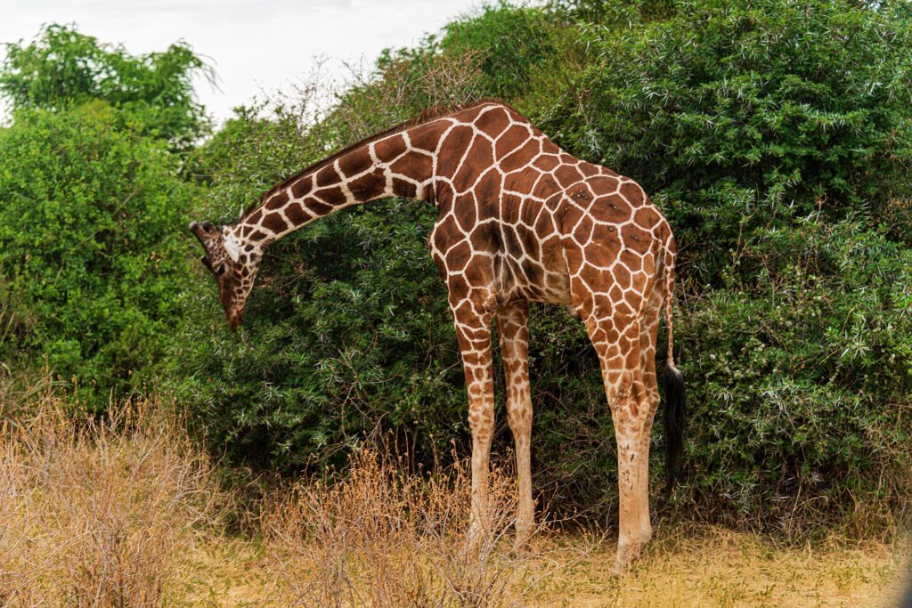 A reticulated giraffe bends its long neck down to browse a green bush, its reddish-brown net pattern clearly visible