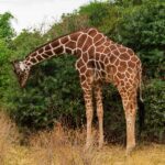 A reticulated giraffe bends its long neck down to browse a green bush, its reddish-brown net pattern clearly visible