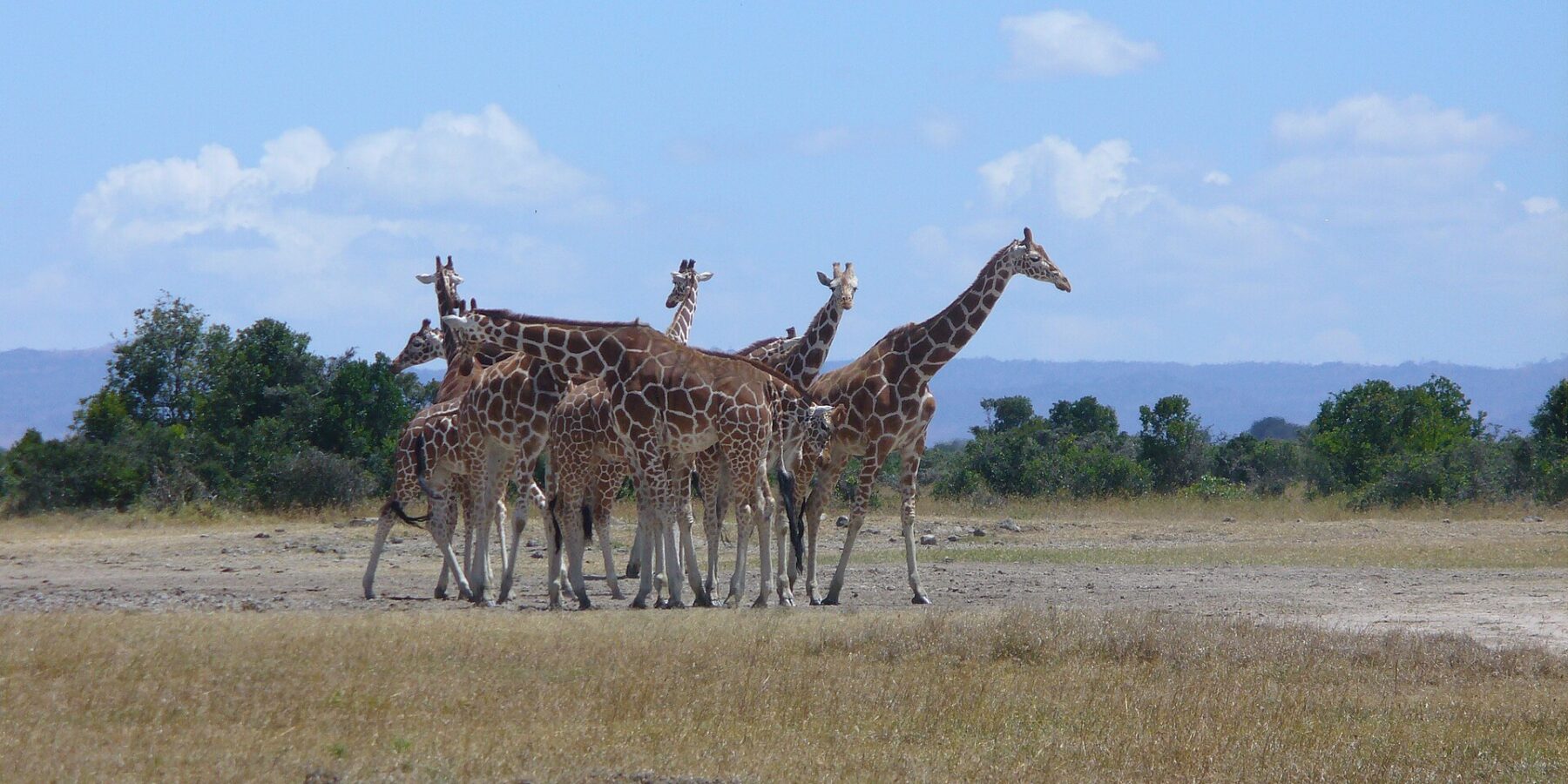 Six reticulated giraffes huddled together on a plain of dry grass, their patches in clean polygons, in front of a line of trees and blue hills