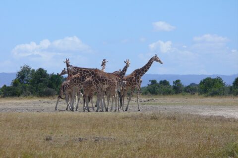 Six reticulated giraffes huddled together on a plain of dry grass, their patches in clean polygons, in front of a line of trees and blue hills
