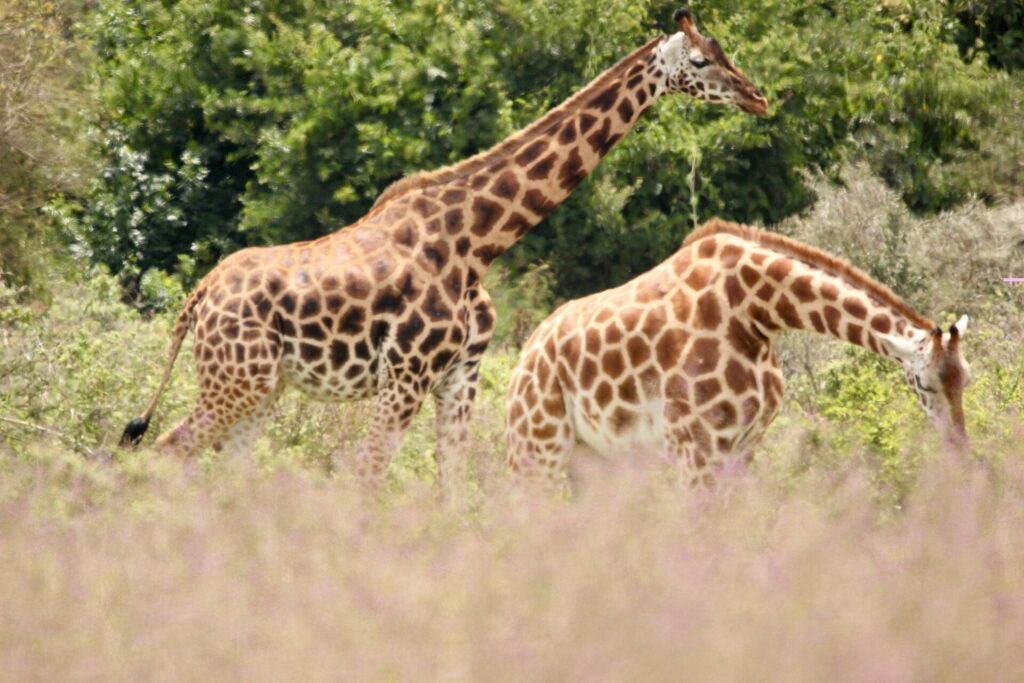 Two Rothschild's giraffes, their legs white below the knee, walk through tall pinkish grass in front of green bushes