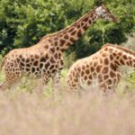 Two Rothschild's giraffes, their legs white below the knee, walk through tall pinkish grass in front of green bushes