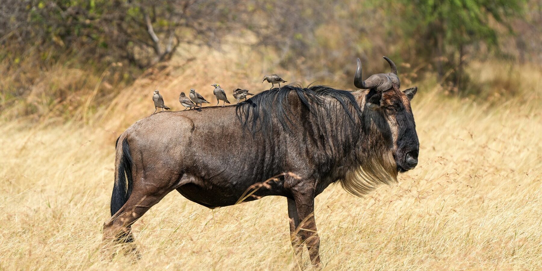 A wildebeest in profile in dry grass, with a pale beard and a black mane, six starlings perched on its back