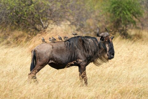 A wildebeest in profile in dry grass, with a pale beard and a black mane, six starlings perched on its back