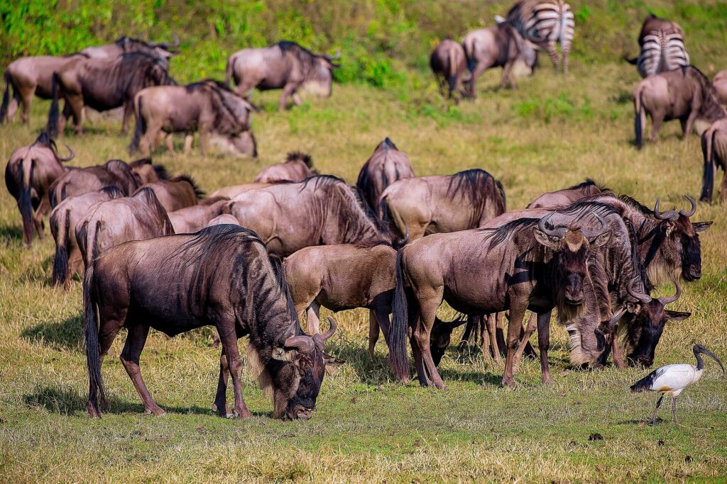 A herd of wildebeest grazes on green grass, with two zebras behind and a sacred ibis in the foreground