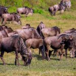 A herd of wildebeest grazes on green grass, with two zebras behind and a sacred ibis in the foreground