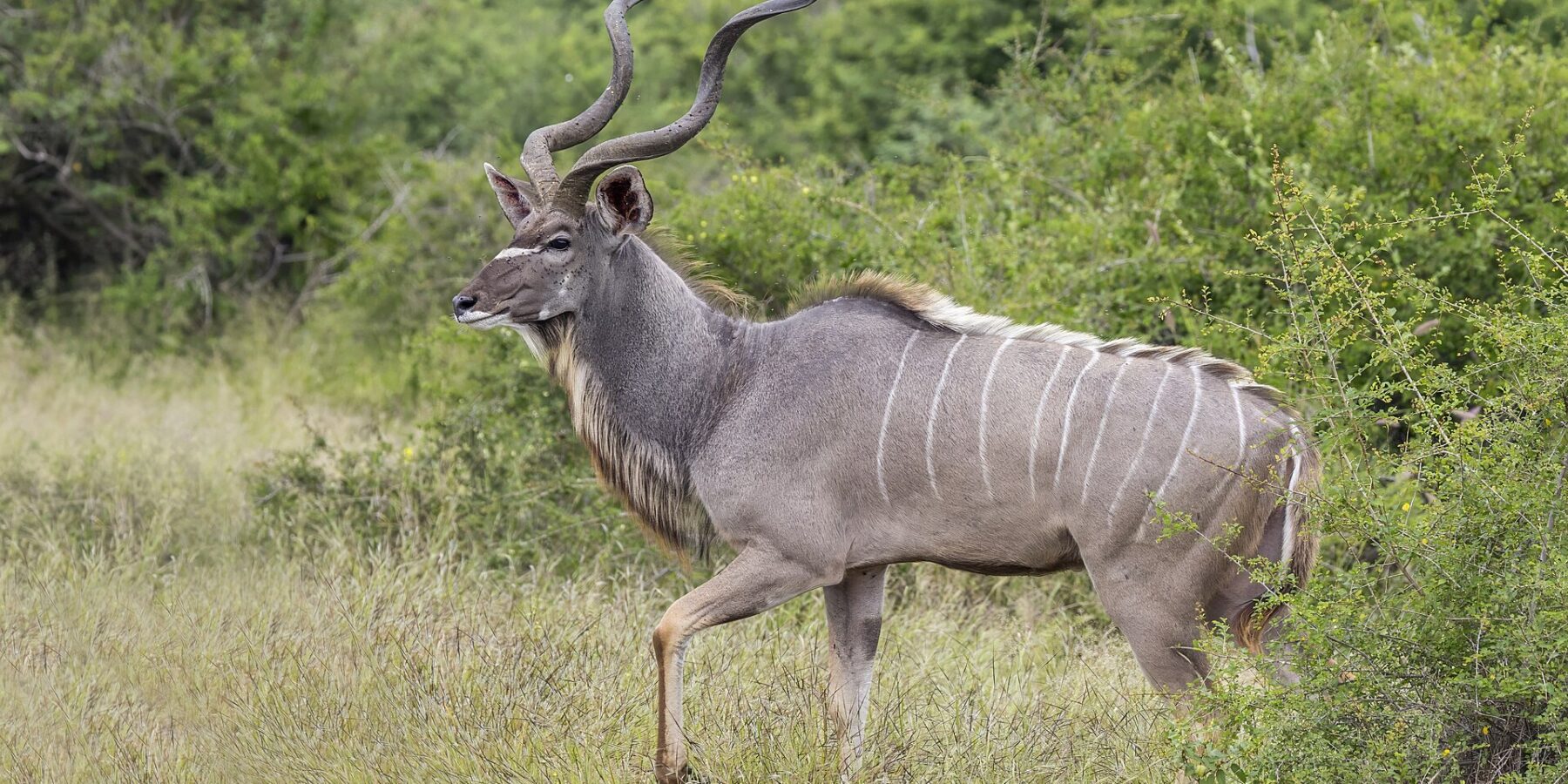 A male greater kudu walks side-on through tall grass, with large spiral horns, a gray coat striped with white, a white chevron between the eyes and a beard under the neck