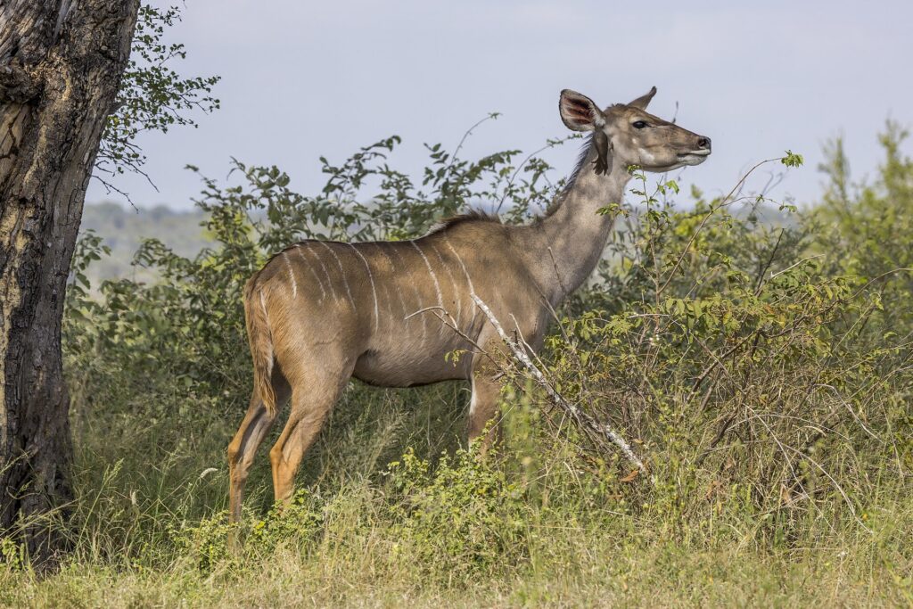 A hornless female greater kudu with a tawny coat striped with white and large ears, an oxpecker clinging to her neck, standing in front of bushes