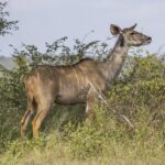 A hornless female greater kudu with a tawny coat striped with white and large ears, an oxpecker clinging to her neck, standing in front of bushes