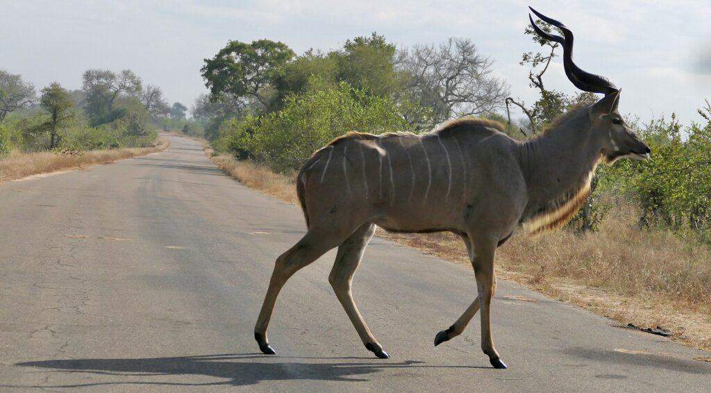 A male greater kudu walks across a paved road, spiral horns raised, gray flanks striped with white, dry grass and bush on either side