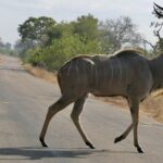 A male greater kudu walks across a paved road, spiral horns raised, gray flanks striped with white, dry grass and bush on either side