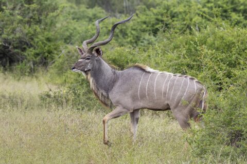 A male greater kudu walks side-on through tall grass, with large spiral horns, a gray coat striped with white, a white chevron between the eyes and a beard under the neck