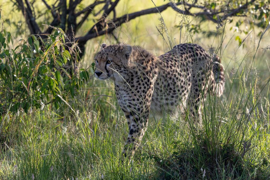 A cheetah moves through tall green grass under a bush, its head turned to the left, backlit