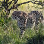 A cheetah moves through tall green grass under a bush, its head turned to the left, backlit