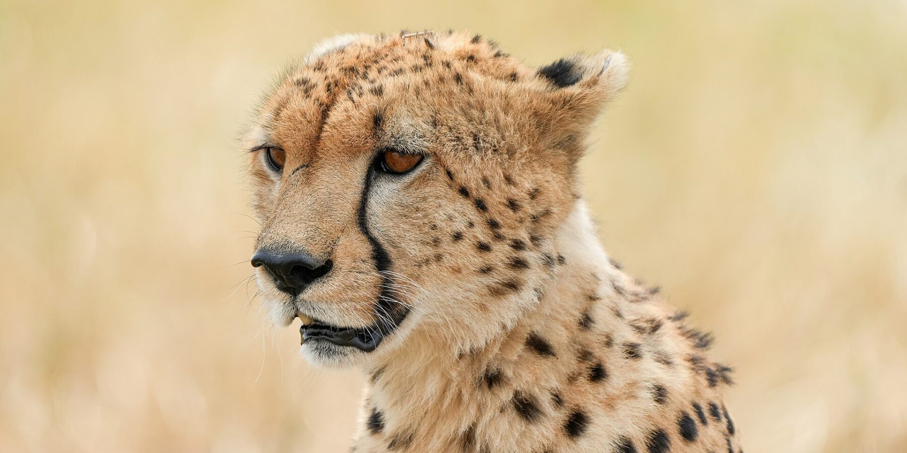 Portrait of a cheetah at a three-quarter angle, the black tear marks from the corner of the eye to the muzzle clearly visible, against a blurred background of dry grass