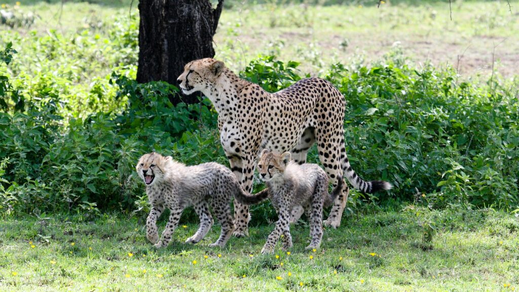 A female cheetah standing in front of a tree trunk, two cubs with shaggy gray fur at her feet in green grass dotted with flowers