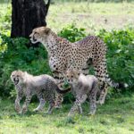 A female cheetah standing in front of a tree trunk, two cubs with shaggy gray fur at her feet in green grass dotted with flowers